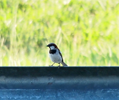 [The bird stands facing the camera with its head facing left. It is perched on the top of a guard rail. The bird has a white face and stomach except for a black bib on the top of its chest and a black mask around its eyes that come to a black line which attachs the black bib. The back of its head on its face is dark brown.]